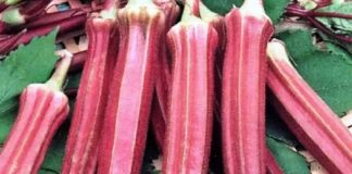 Red Lady's Fingers: A Versatile Vegetable with Healing Properties for Multiple Diseases