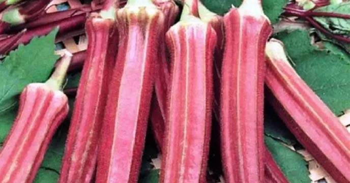 Red Lady's Fingers: A Versatile Vegetable with Healing Properties for Multiple Diseases