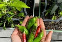 Prevent Chili from Rotting with This Effective Method for Long-lasting Freshness