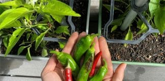 Prevent Chili from Rotting with This Effective Method for Long-lasting Freshness
