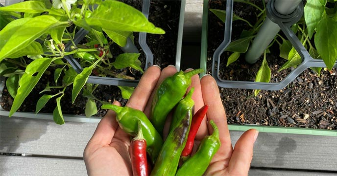 Prevent Chili from Rotting with This Effective Method for Long-lasting Freshness