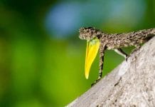 Flying Gecko: Rare Flying Lizard Spotted in Mizoram Forest!