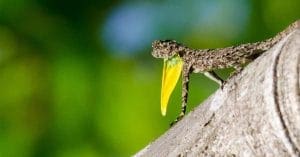 Flying Gecko: Rare Flying Lizard Spotted in Mizoram Forest!