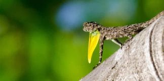 Flying Gecko: Rare Flying Lizard Spotted in Mizoram Forest!