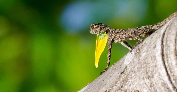 Flying Gecko: Rare Flying Lizard Spotted in Mizoram Forest!