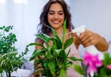 Home Environment Plants