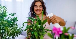 Home Environment Plants
