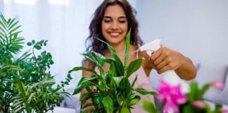 Home Environment Plants