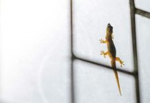 Keep Your Home Lizard-Free