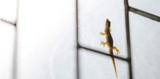 Keep Your Home Lizard-Free
