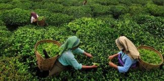 "Massive Rainfall Brings Cheer to North Bengal’s Tea Plantations"