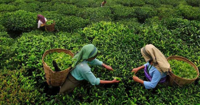 Tea Garden Leaf Picking Dispute Sparks Clash between Two Parties in Chopra