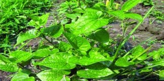 Relieve Shortness of Breath Naturally with the Peepul Tree