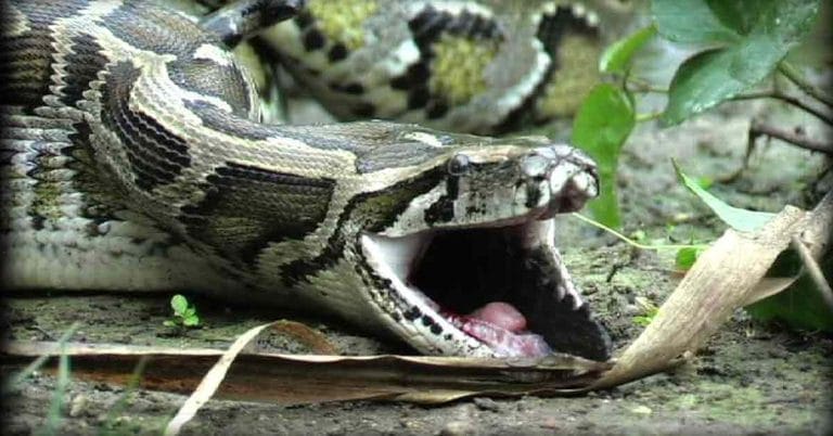 Python Attack: বিরাট অজগর হাঁ করে এসে ফটোগ্রাফারকে টানতে লাগল…মাদারিহাটে ভয়াবহ কান্ড Python Attack