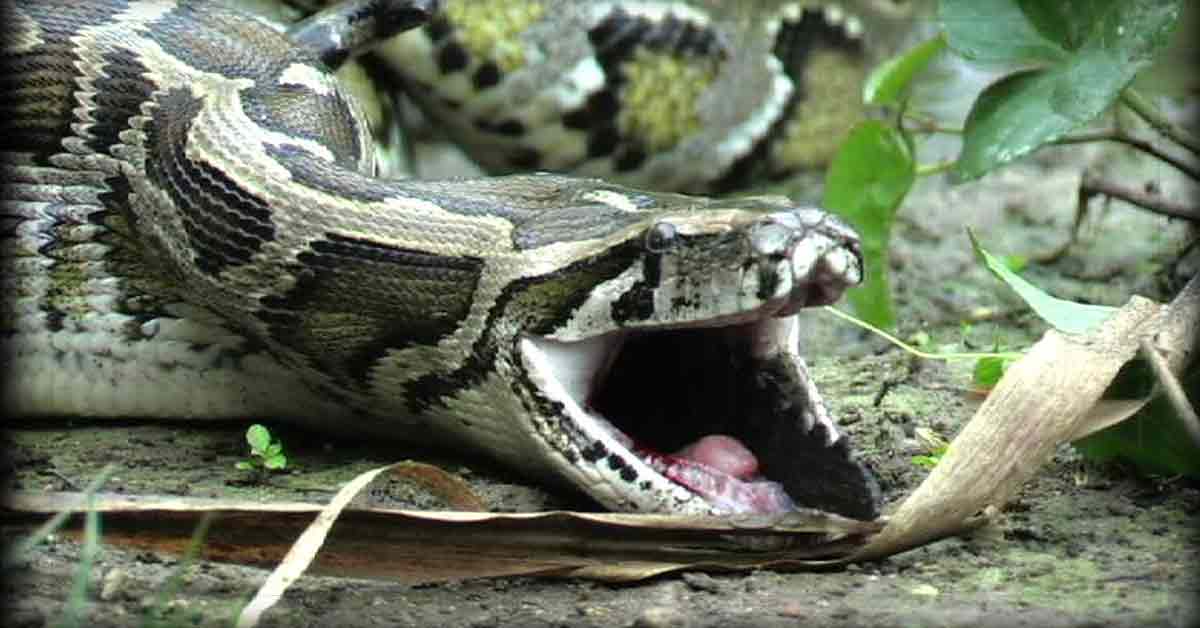 Python Attack
