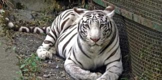 Royal Bengal Tiger Shila