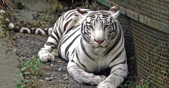 Royal Bengal Tiger Shila