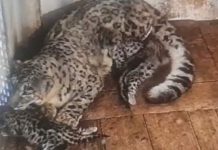 Five Snow Leopards Join Darjeeling Zoo