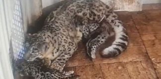 Five Snow Leopards Join Darjeeling Zoo