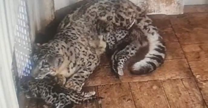 Five Snow Leopards Join Darjeeling Zoo