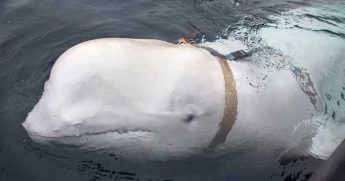 Russian Spy Whale: ৪ বছর পরে ফের দেখা মিলল রুশ গুপ্তচর তিমি মাছের