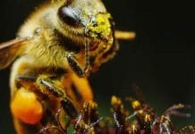 Loksabha Election 2024: ভোটে প্রবল হামলা মৌমাছির, ত্রিপুরায় বহু ভোটার হুলবিদ্ধ