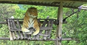 Stuffed tigers used in Bhutan to scare away animals from harming crops