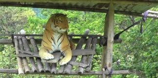 Stuffed tigers used in Bhutan to scare away animals from harming crops