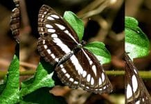 Butterfly: ১৯,০০০ প্রজাতির প্রজাপতি আছে পৃথিবীতে! আবির্ভাব কবে জানেন?