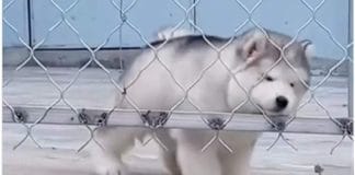 Small Dog's Adorable Escape from Wire Fence Wins Hearts of Netizens
