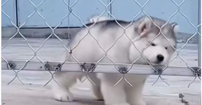 Small Dog's Adorable Escape from Wire Fence Wins Hearts of Netizens