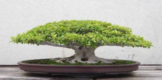 World's Most Expensive Bonsai Tree