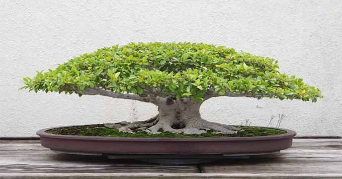 World's Most Expensive Bonsai Tree