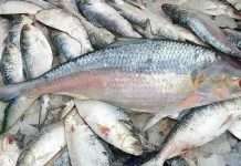 Declining Profitability Slows Bangladesh’s Hilsa Exports to India