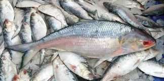 Declining Profitability Slows Bangladesh’s Hilsa Exports to India