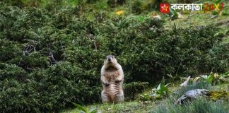 Himalayan Marmot