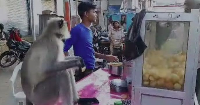 monkey আহা! তেঁতুল গোলা জলের ফুচকা টপাটপ গিলছে বাঁদর