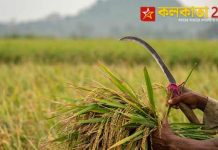 চাল রপ্তানিতে নিষেধাজ্ঞা ভারতের, বিশ্বজুড়ে দাম বাড়বে