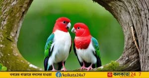 Love Birds