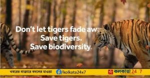 Tigers adopt SBI