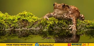 Toads' Ability to Predict Earthquakes