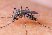 ম্যালেরিয়ার মৃত্যুহার কোভিড পূর্ব পর্যায়ে ফিরেছে, জানাল হু Malaria death rate has returned to pre-COVID levels, says WHO