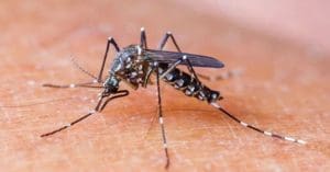 Malaria death rate has returned to pre-COVID levels, says WHO