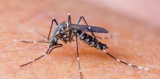 Malaria death rate has returned to pre-COVID levels, says WHO