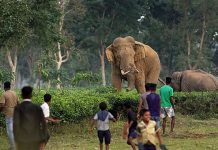 Alipurduar: হাতির হানায় ক্ষতিগ্রস্তদের ক্ষতিপূরণের টাকা এখনও মেলেনি