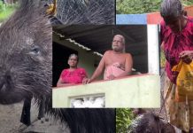 Sri Lanka, porcupine pets, couples, trend, joy, income, unique