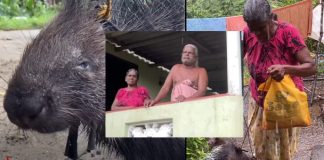Sri Lanka, porcupine pets, couples, trend, joy, income, unique