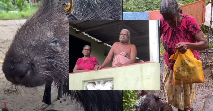 Sri Lanka, porcupine pets, couples, trend, joy, income, unique
