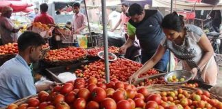 tomato prices