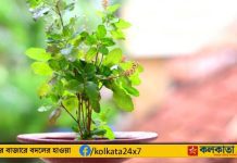 tulsi plant